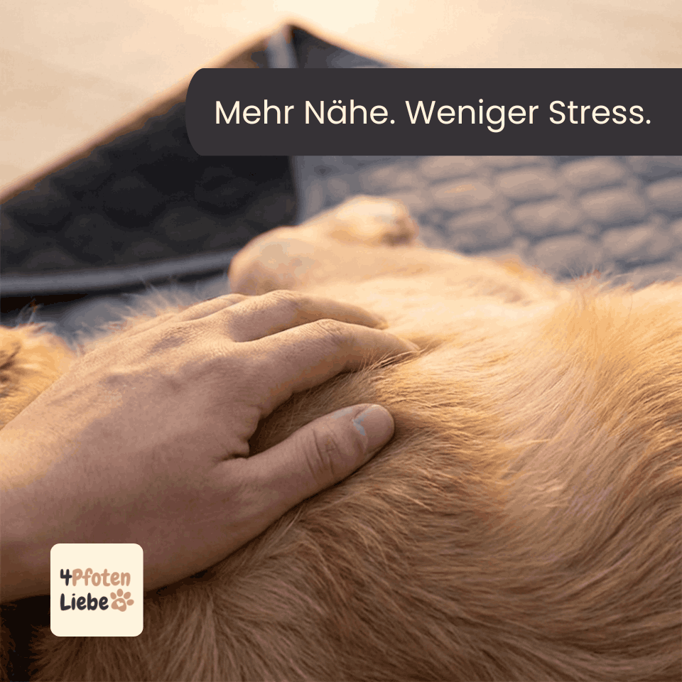 4Pfotenliebe Hunde, Katzen DrySafe Trainings- und Urinmatte für Hunde und Katzen