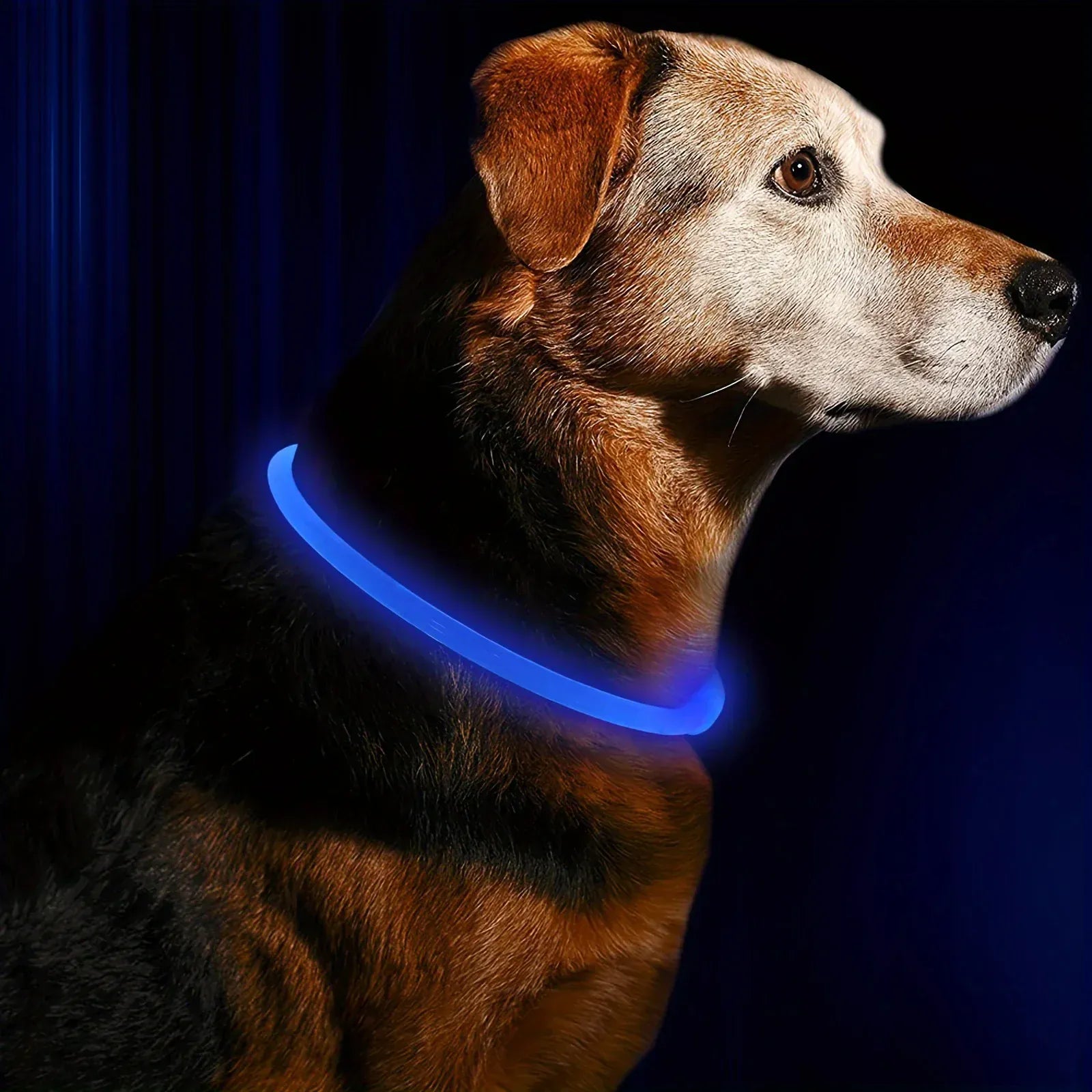 4Pfotenliebe Shop Blau / S (Länge 35cm) LightLoop - LED Hundehalsband für Sichtbarkeit & Sicherheit bei jedem Spaziergang