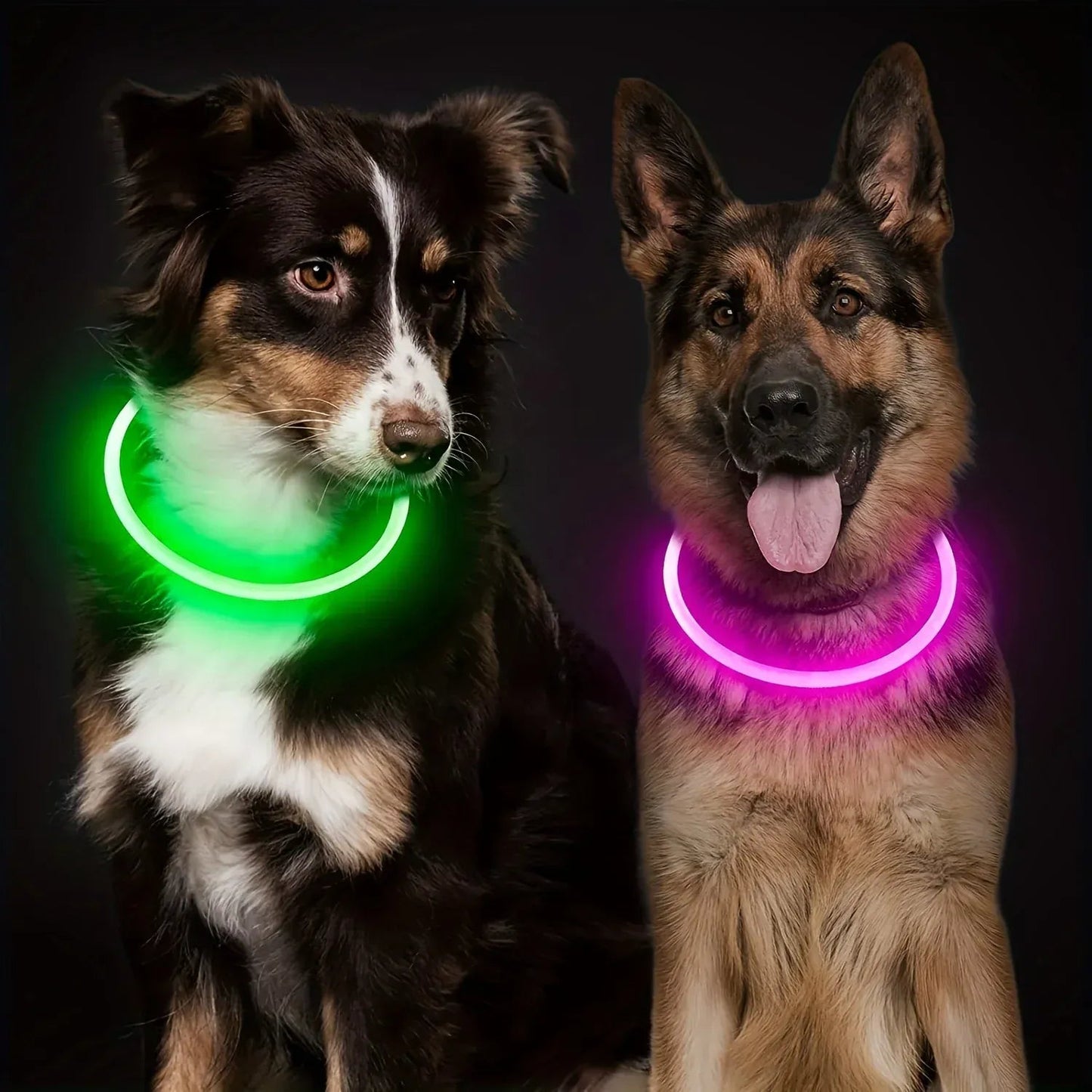 4Pfotenliebe Shop LightLoop - LED Hundehalsband für Sichtbarkeit & Sicherheit bei jedem Spaziergang