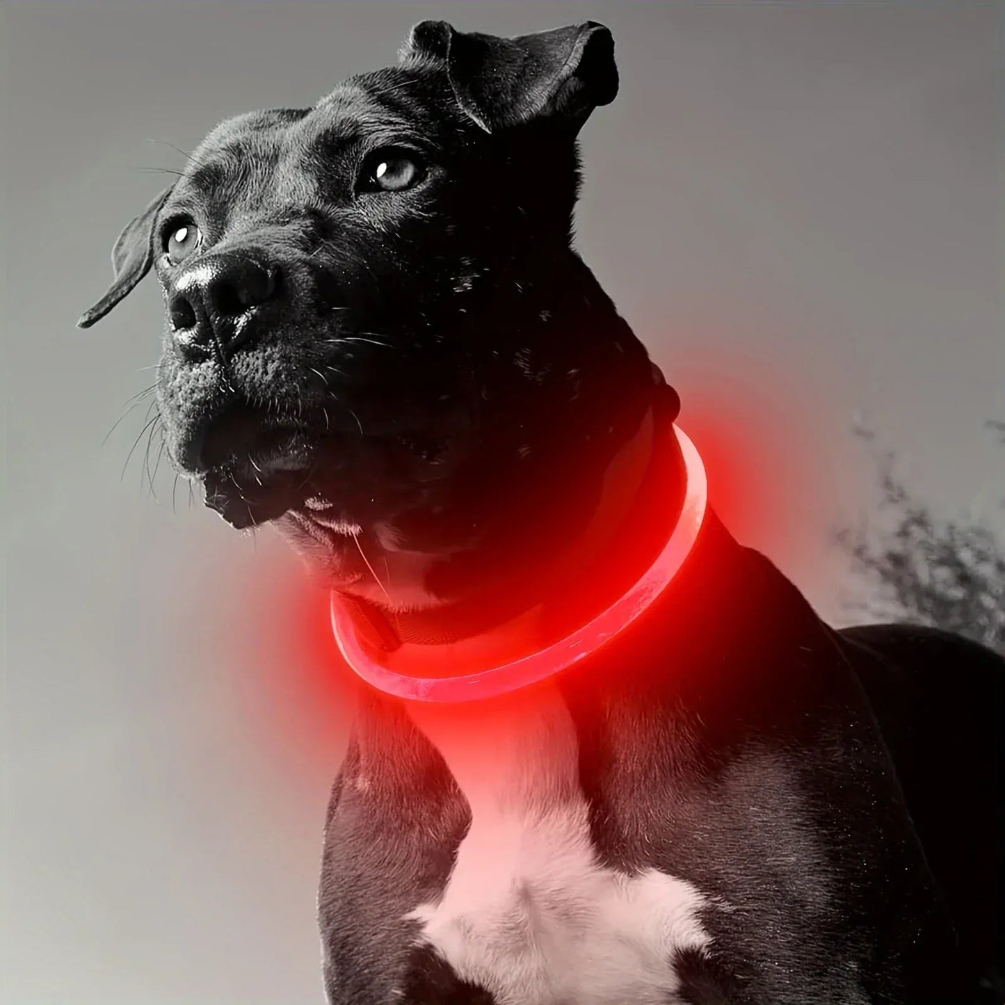 4Pfotenliebe Shop Rot / S (Länge 35cm) LightLoop - LED Hundehalsband für Sichtbarkeit & Sicherheit bei jedem Spaziergang